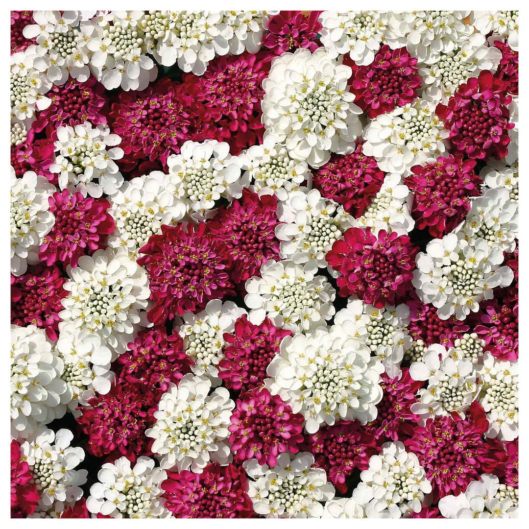 Red White Iberis Mix Candytuft For Vibrant Garden Blooms Flower Seeds for Home Garden Planting, | Neera Seeds product photo [neera-v4-304bda80a43c82b9687f]