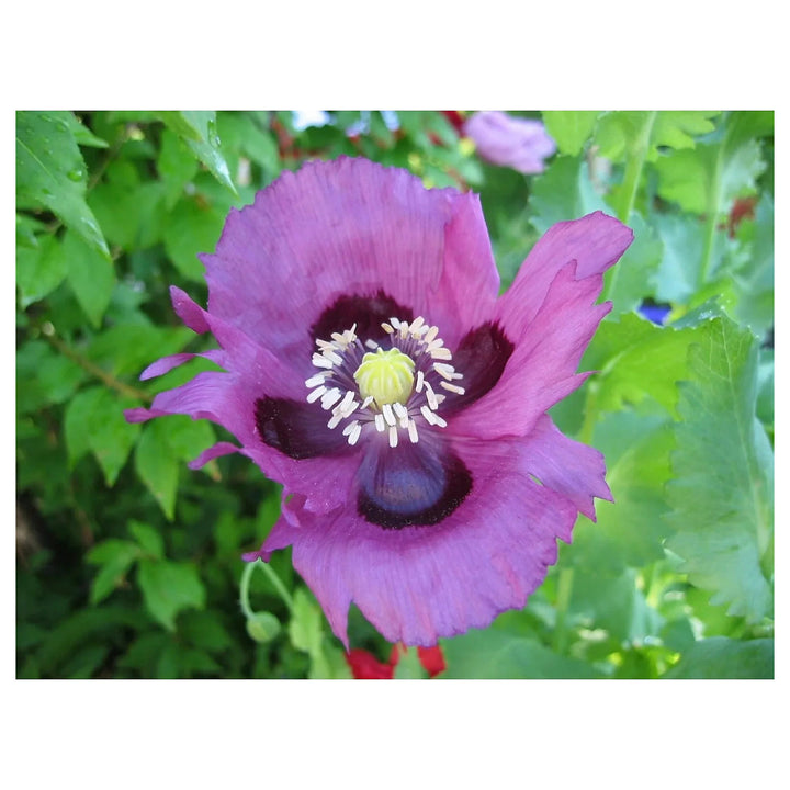 Pepperbox Flower Seeds for Planting – Heirloom, Non-GMO, High Germination Organic Garden Seeds | Neera Seeds product photo [neera-v4-306c1d5b9fdb64fc9c8d]