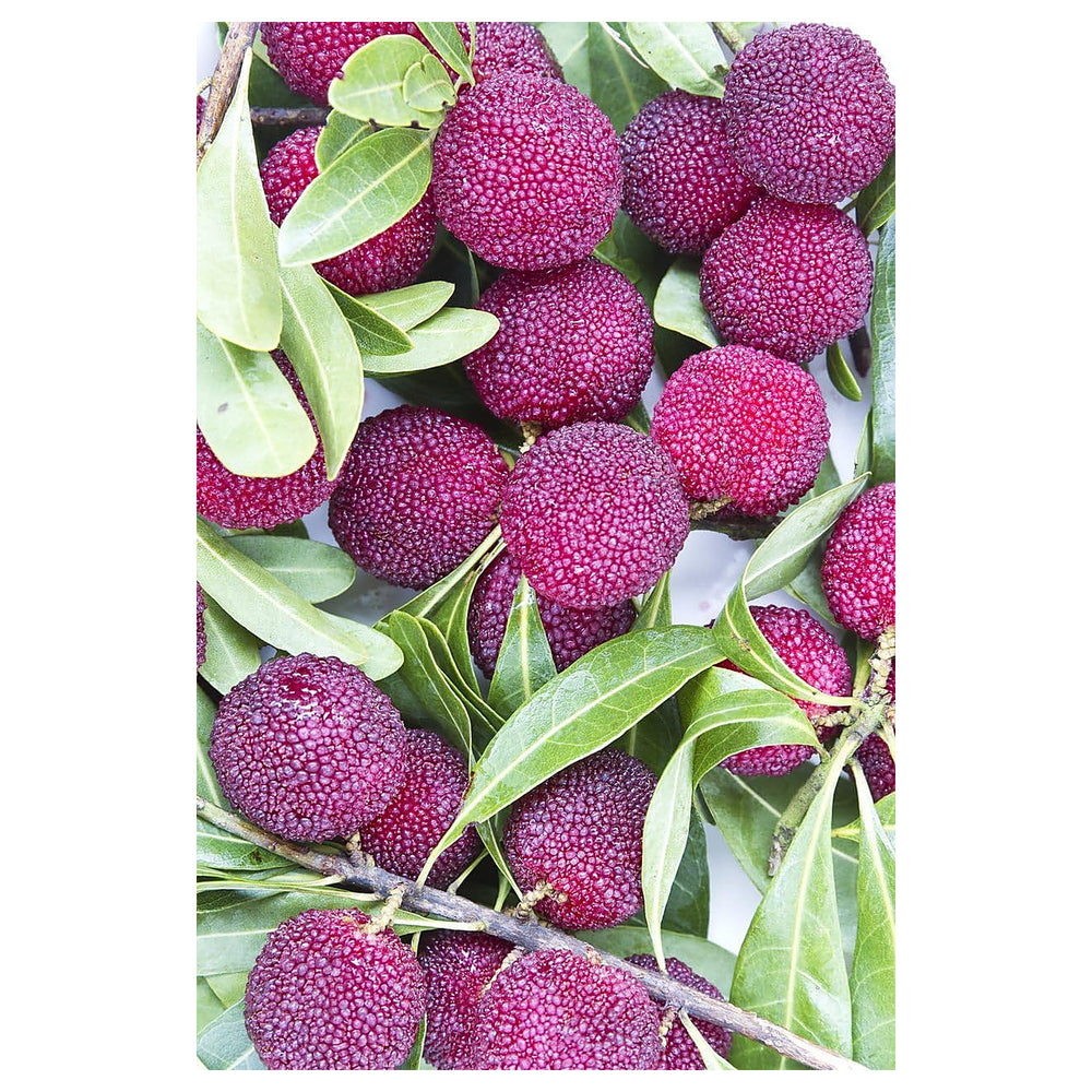 Purple Arbutus Bayberry Fruit Seeds for Planting – Heirloom & Non-GMO Seeds for Home Gardens | Neera Seeds product photo [neera-v4-3077a96e636297728bd4]