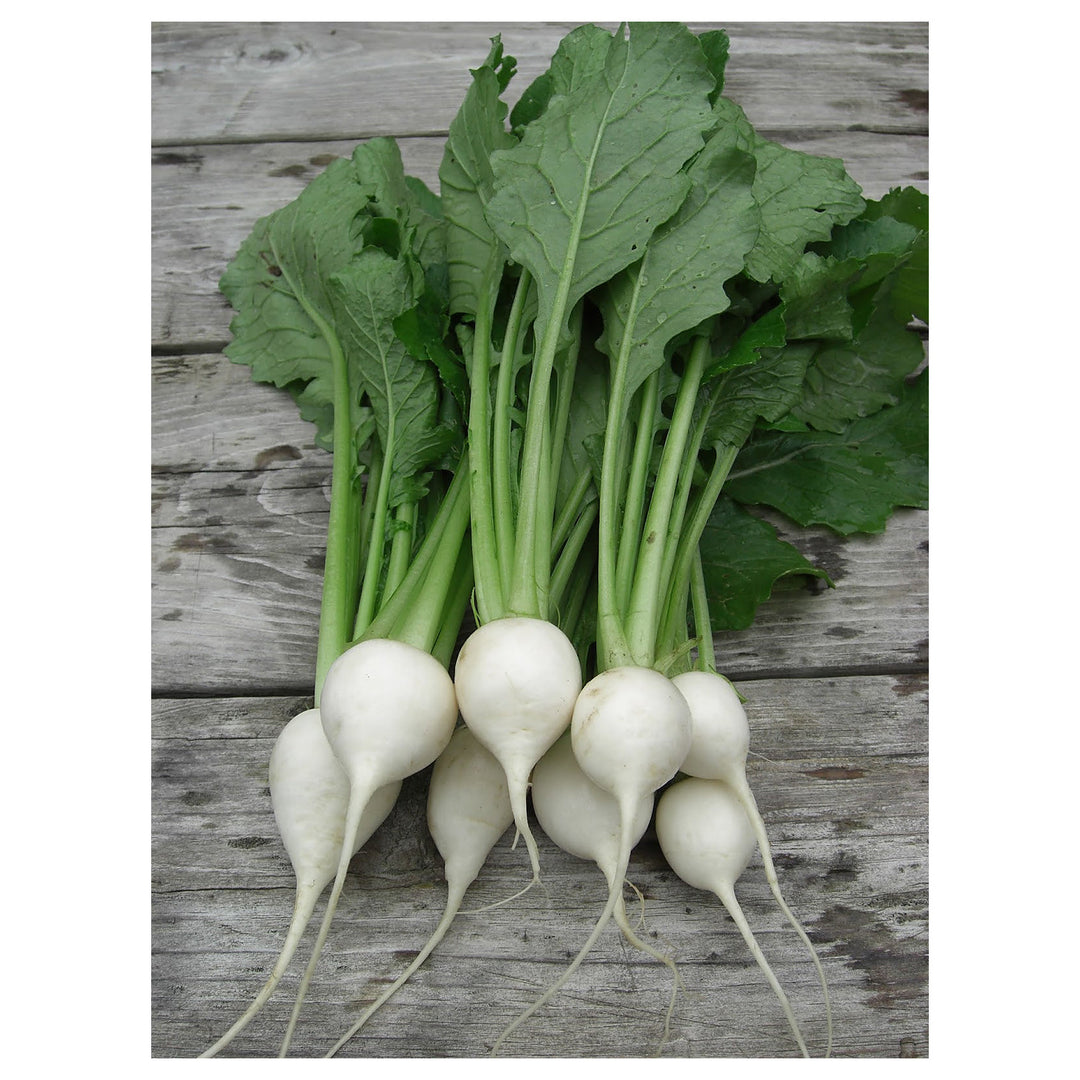 Baby Turnips Vegetable Seeds for Planting – Heirloom & Non-GMO High Germination Garden Seeds | Neera Seeds product photo [neera-v4-307bc02349bfe3d11703]