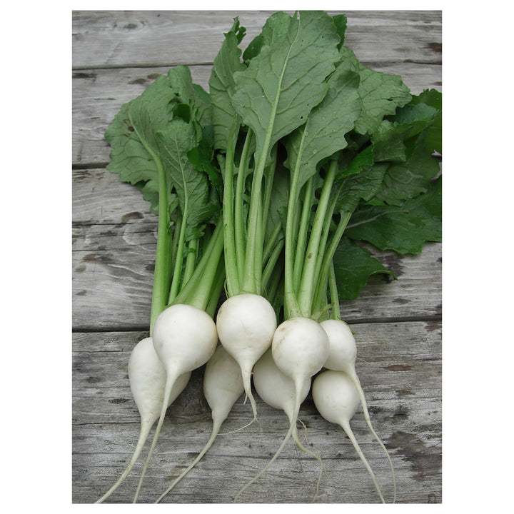 Baby Turnips Vegetable Seeds for Planting – Heirloom &amp; Non-GMO High Germination Garden Seeds | Neera Seeds product photo [neera-v4-307bc02349bfe3d11703]