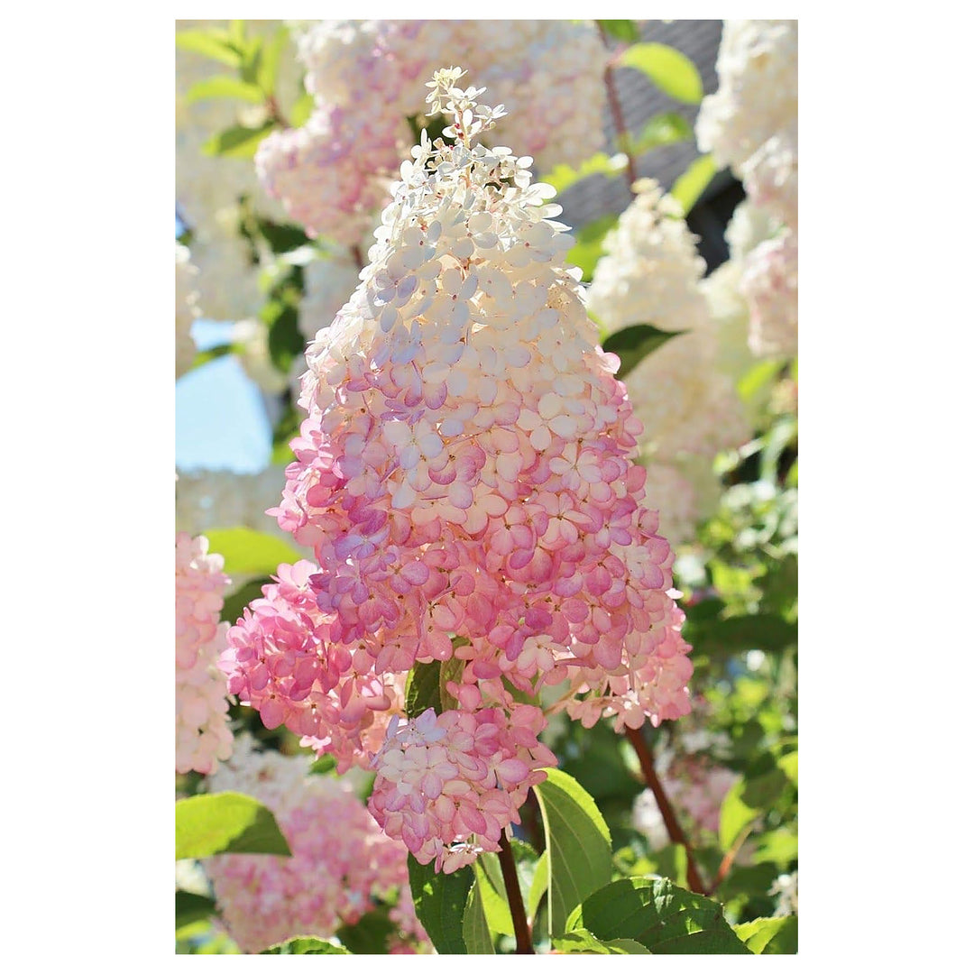 Vanilla Strawberry Hydrangea Flower Seeds for Planting – Heirloom & Non-GMO Seeds, High Germination, Organic Garden | Neera Seeds product photo [neera-v4-30934ba0c86ba2b7e128]