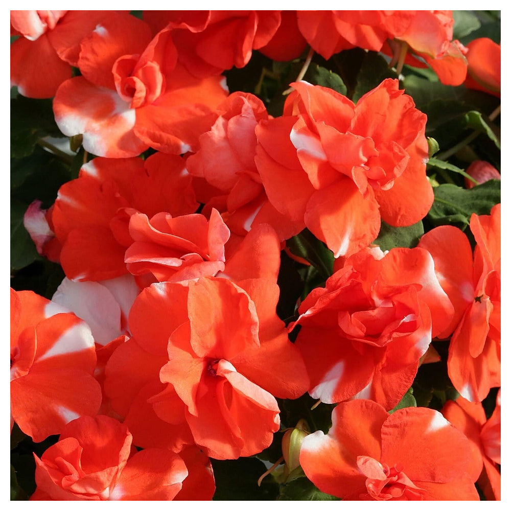 Heirloom Non-GMO Orange White Balsam Flower Seeds for Planting | High Germination Organic Garden Seeds | Neera Seeds product photo [neera-v4-309fc0ec7efd02fa0f42]