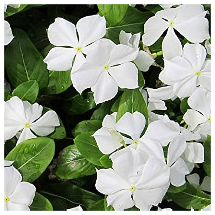 White Periwinkle Vinca Flower Seeds for Planting – Heirloom Non-GMO | High Germination Organic Garden Seeds | Neera Seeds product photo [neera-v4-30a288a358059a21fa36]
