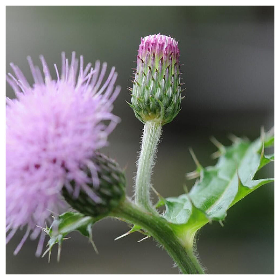 Cirsium Muticum Plant Seeds for Planting – Heirloom, Non-GMO, High Germination Organic Garden Seeds, Pollinator Fri | Neera Seeds product photo [neera-v4-30a4c1db3f60c95e666f]