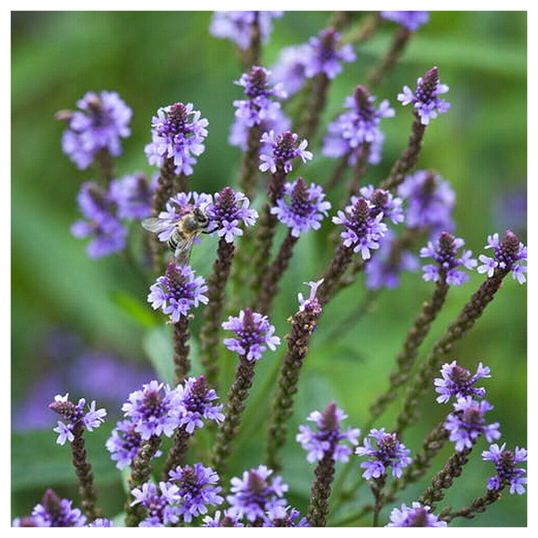 Vervain Hastata Flower Seeds for Garden Planting – Heirloom, Non-GMO Hardy Wildflower Variety | Neera Seeds product photo [neera-v4-30ab86ec66f752e76231]