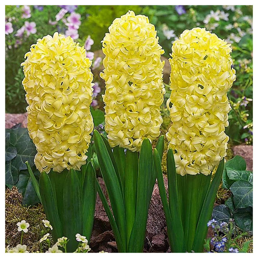 Organic Heirloom Non-GMO Yellow Hyacinth Seeds for Planting – Fragrant Spring Blooms | Neera Seeds product photo [neera-v4-30bc6f109d1ed5e21d4a]