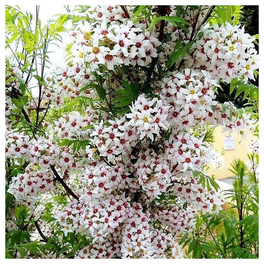 Heirloom Non-GMO Xanthoceras Sorbifolium Flower Seeds for Planting – Rare Ornamental Tree Seeds | Neera Seeds product photo [neera-v4-30bf87c4d9efbb8b27ba]