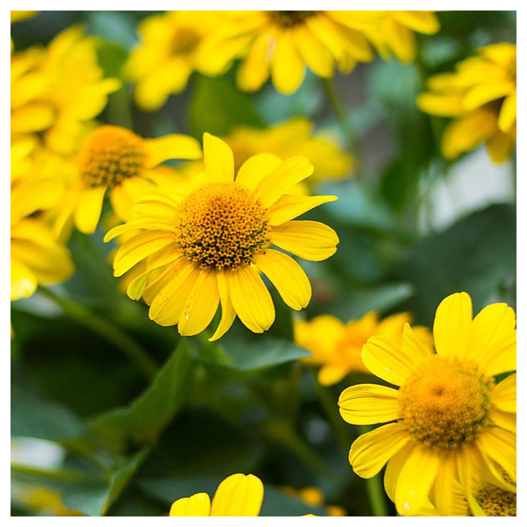 Arnica Montana Herb Plant Seeds – Heirloom, Non-GMO, High Germination Organic Garden Seeds for Medicinal &amp; Healing  | Neera Seeds product photo [neera-v4-30c1c9ccea81063dd7b8]