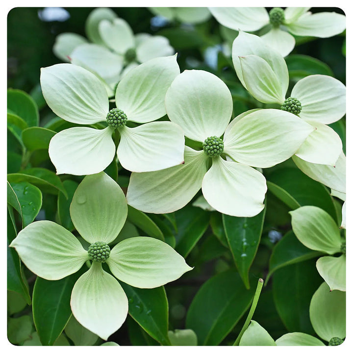 White Dogwood Flower Seeds – Heirloom, Non-GMO, High Germination Organic Garden Seeds for Planting | Neera Seeds product photo [neera-v4-30cda7b18fcbaca8ad6f]