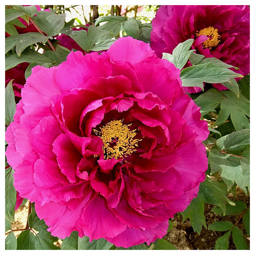 Paeonia Flower Seeds – Heirloom Non-GMO Peony Blooms for Elegant Garden Planting | Neera Seeds product photo [neera-v4-30dcf2e1d83d01e6d279]
