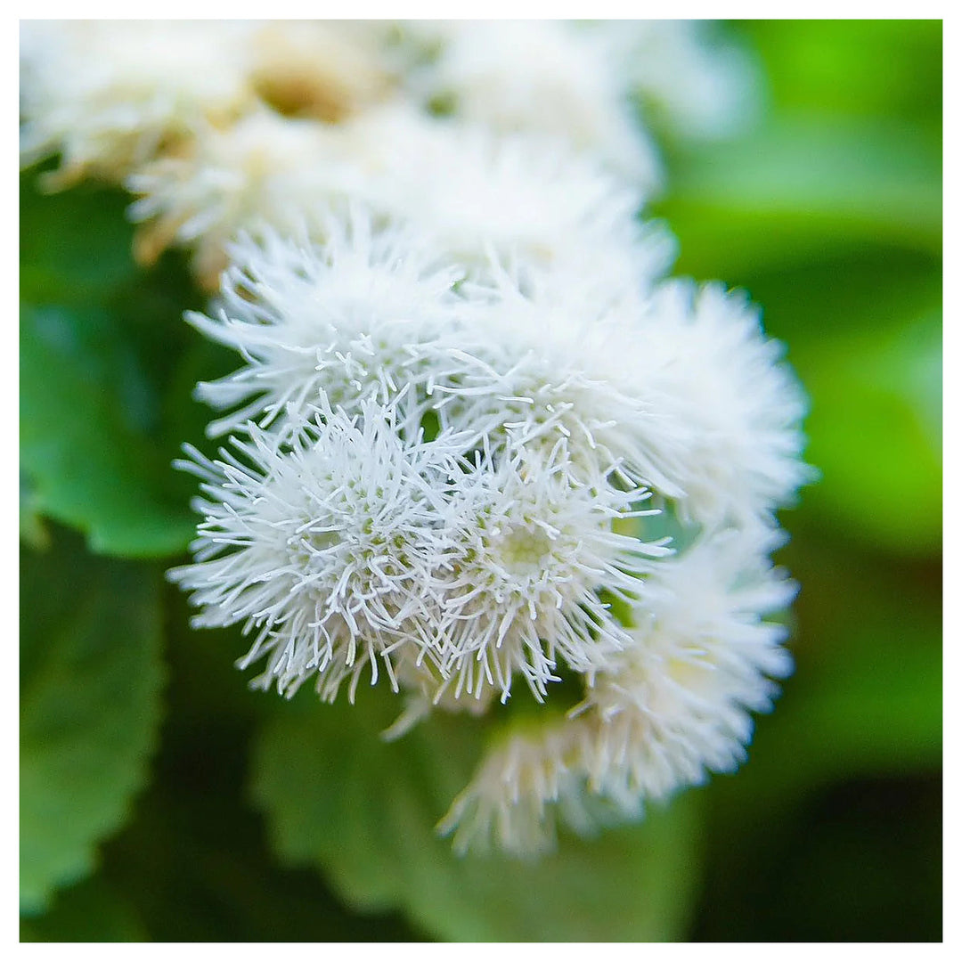 Ageratum Ball White Flower Seeds for Planting - Heirloom & Non-GMO garden seeds | Neera Seeds product photo [neera-v4-30e283fb8915a7af6565]