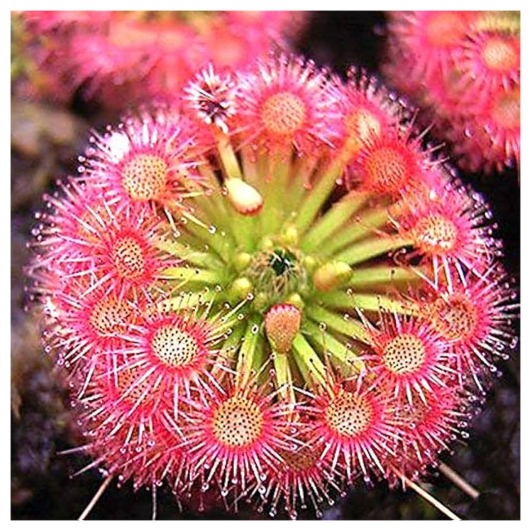 Heirloom Non-GMO Pink Sundew Flower Seeds for Garden Planting – Carnivorous Ornamental Blooms | Neera Seeds product photo [neera-v4-30f9dd6d27233d37397c]