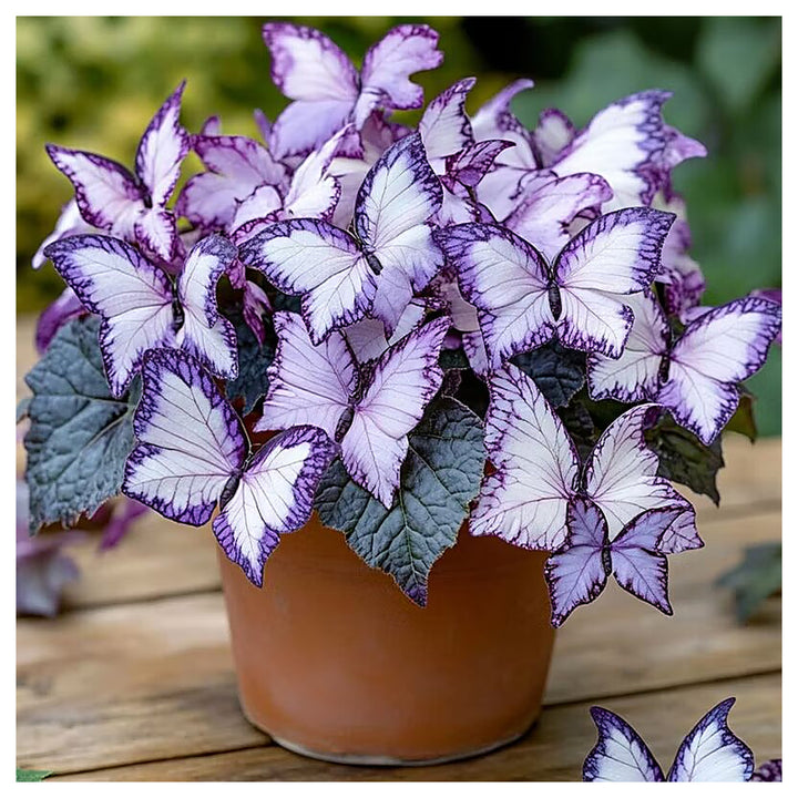 Moonlight Butterfly Begonia Flower Seeds Purple and White – Heirloom Non-GMO High Germination Seeds | Neera Seeds product photo [neera-v4-31110a36948b1724feb4]