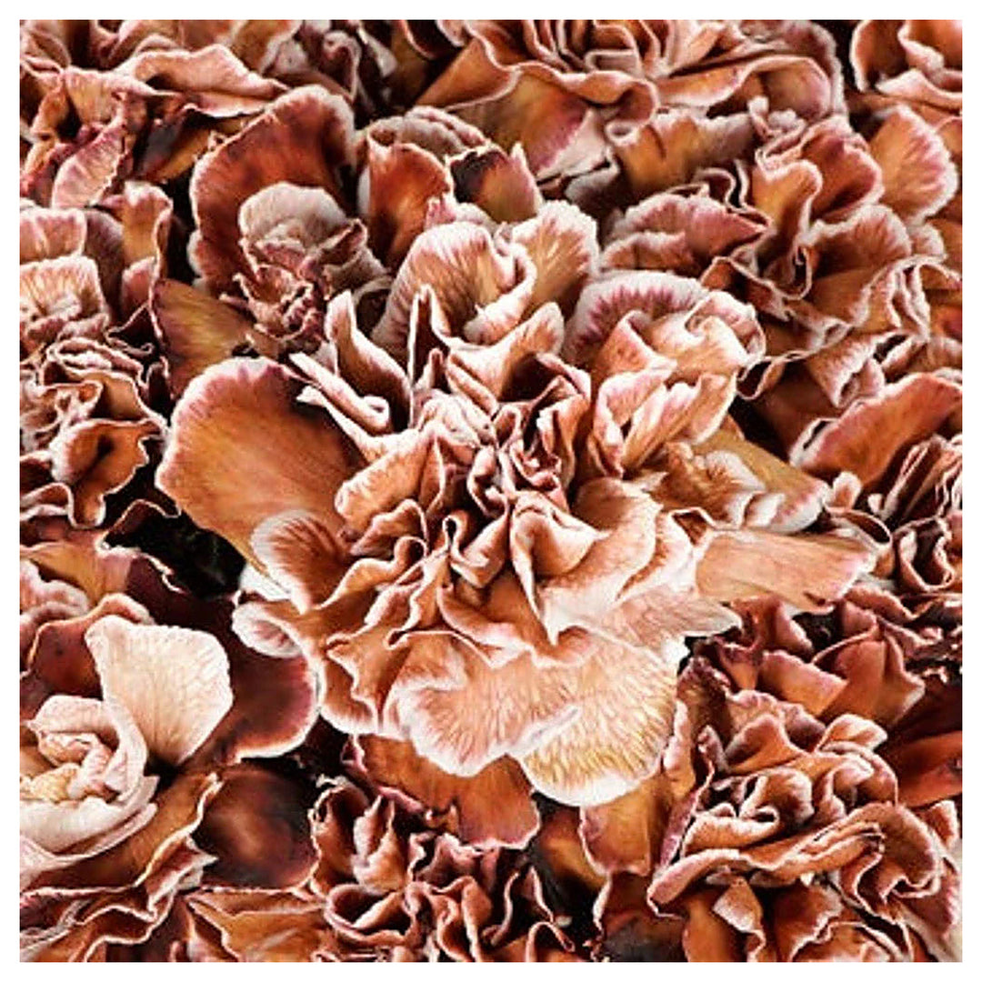Brown White Carnation Flower Seeds for Planting – Heirloom, Non-GMO, High Germination Bicolor Fragrant Bloom Seeds | Neera Seeds product photo [neera-v4-312032695737c989a7f7]