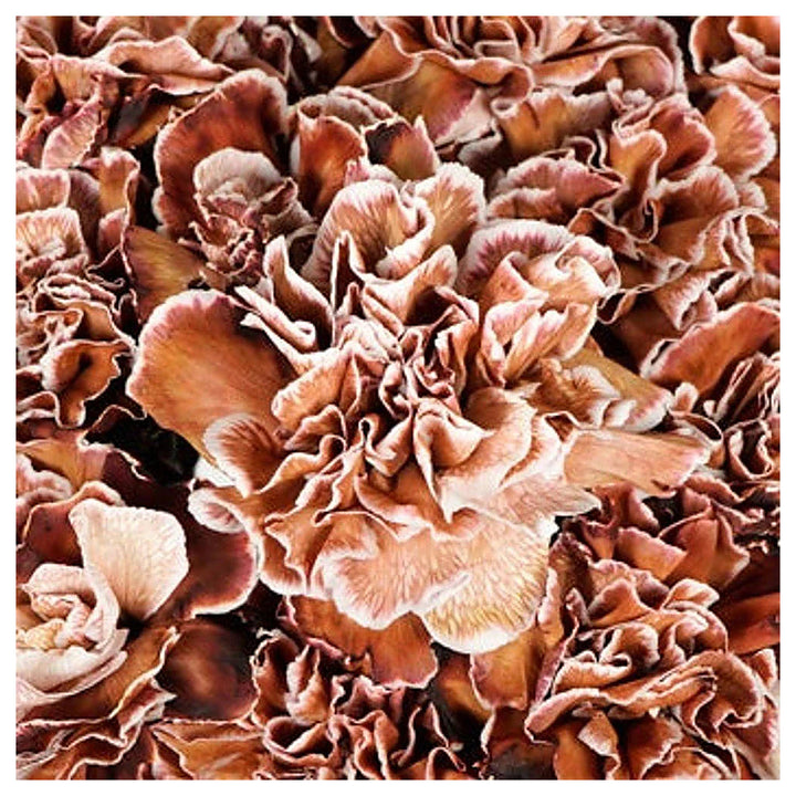 Brown White Carnation Flower Seeds for Planting – Heirloom, Non-GMO, High Germination Bicolor Fragrant Bloom Seeds | Neera Seeds product photo [neera-v4-312032695737c989a7f7]