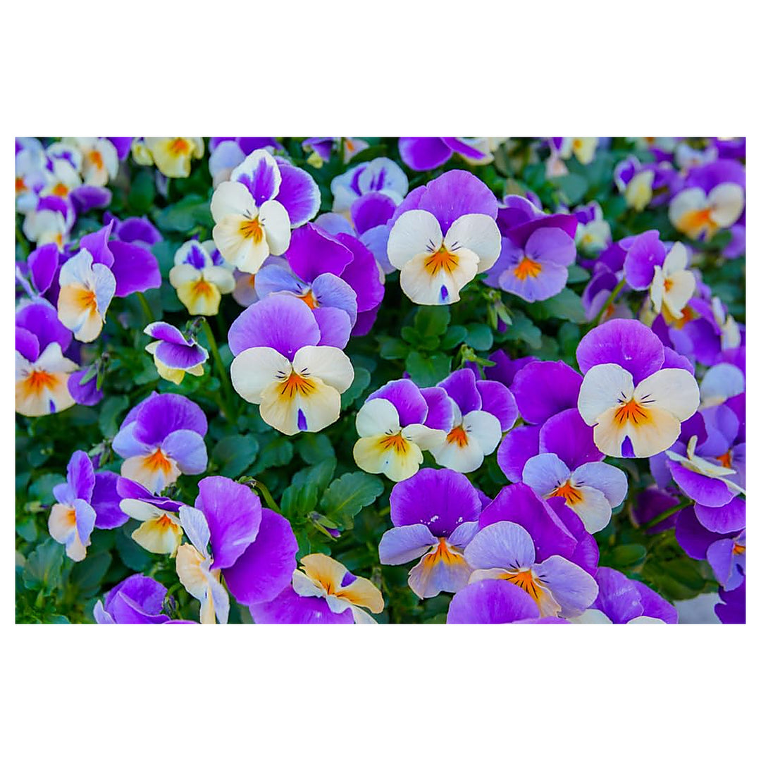 Blue Heavenly Pansy Flower Stratifed Spring Garden Planting Flower Seeds Home Garden | Neera Seeds product photo [neera-v4-312d4d13f53d702d1238]