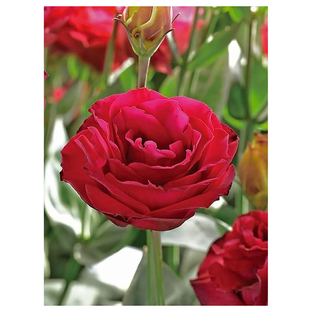 White & Red Eustoma (Lisianthus) Flower Seeds – Heirloom Non-GMO Seeds for Planting & Organic Garden Blooms | Neera Seeds product photo [neera-v4-312df6b4a53ccab2118f]
