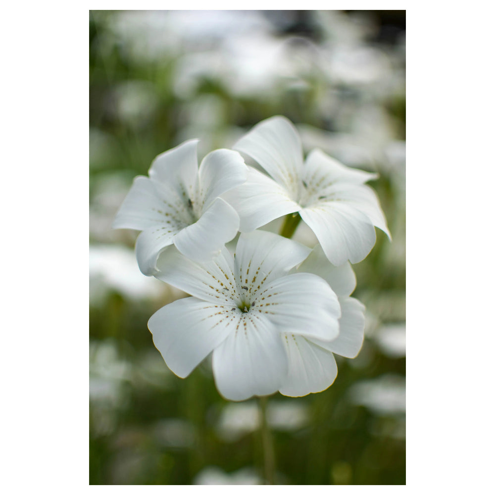 Agrostemma Ocean Pearl Flower Seeds – Heirloom, Non-GMO, High Germination Elegant Organic Garden Seeds for Planting | Neera Seeds product photo [neera-v4-3136b51b2365794b5991]