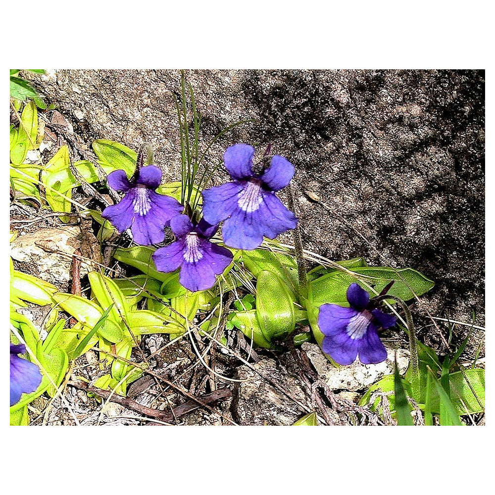 Blue Pinguicula Grandiflora Plant Seeds for Planting – Heirloom, Non-GMO, High Germination Organic Garden Seeds | Neera Seeds product photo [neera-v4-3146807564e384518cb8]