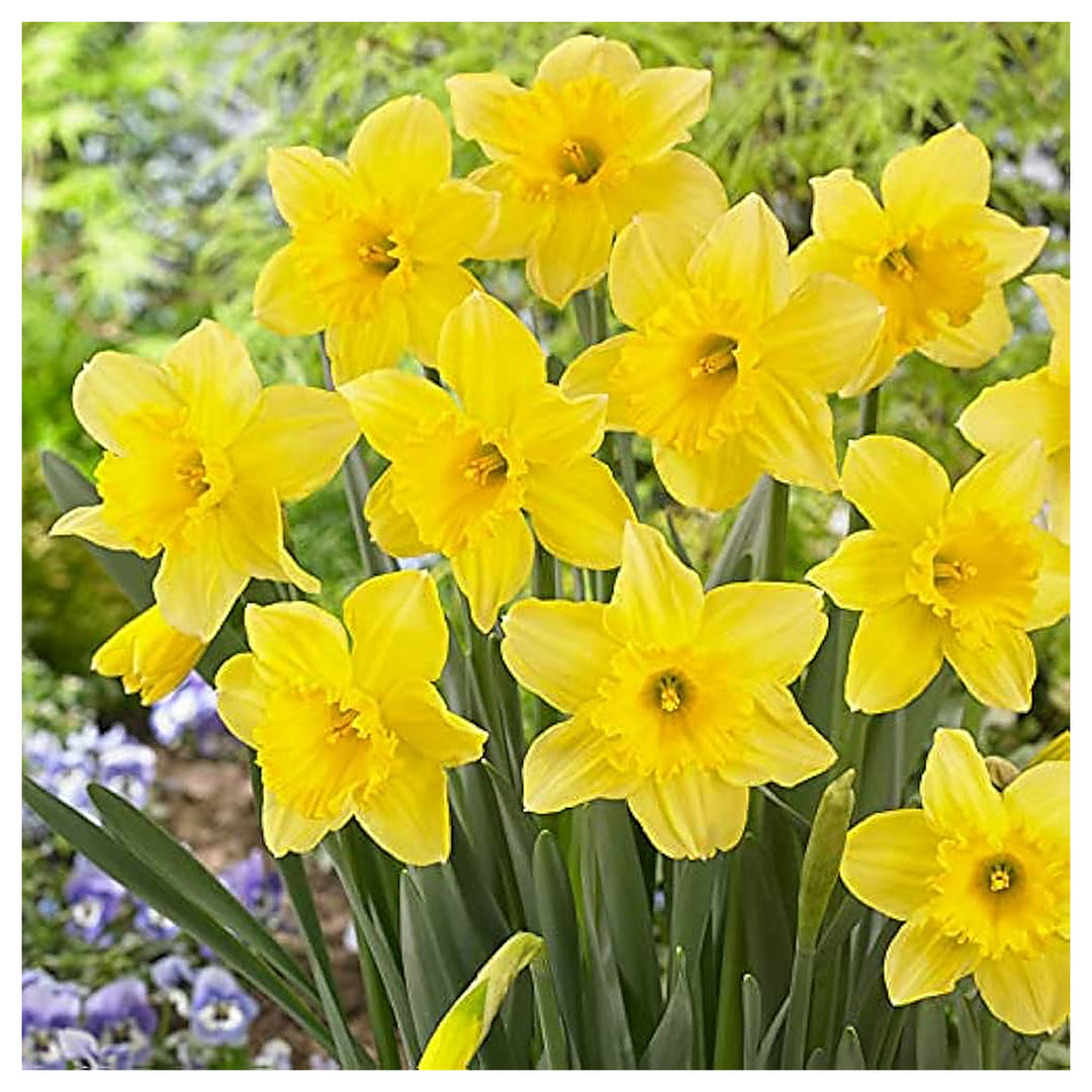 Daffodil Trumpet Flower Seeds – Heirloom, Non-GMO, High Germination Organic Garden Seeds for Planting | Neera Seeds product photo [neera-v4-314f42e3af0acc2c72d9]