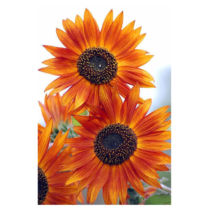 Heirloom Non-GMO Sunflower Seeds – Light Orange Blooms, High Germination Seeds for Planting Organic Garden | Neera Seeds product photo [neera-v4-31548d9ed8e141eec14a]