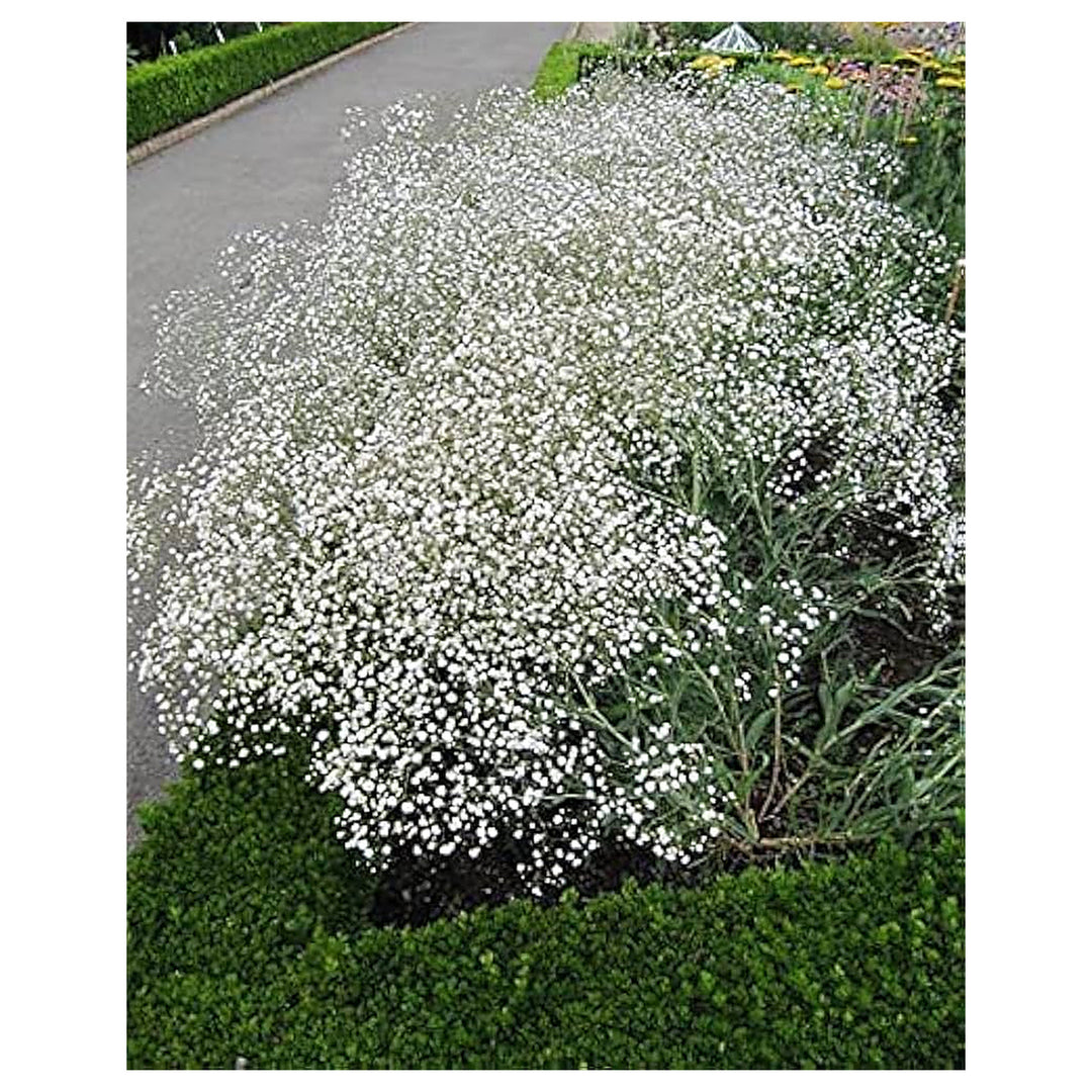 White Snowball Planting Home Garden Flower Bed Flower Seeds Home Garden Planting, Landscape | Neera Seeds product photo [neera-v4-3160ff97283b49a97709]
