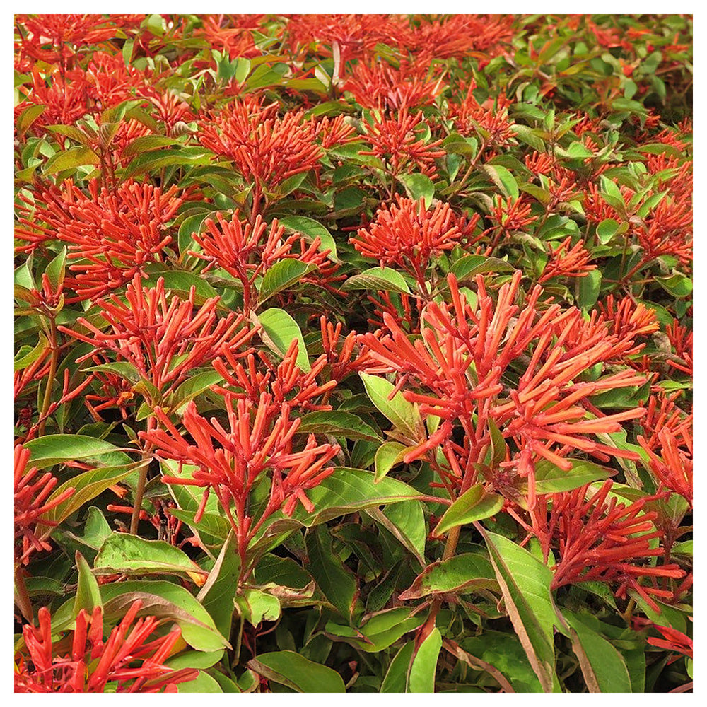 Heirloom Hamelia Patens Flower Seeds, Non-GMO Firebush Blooms for Hummingbird-Friendly Garden Planting | Neera Seeds product photo [neera-v4-31744636d6874802c7b3]