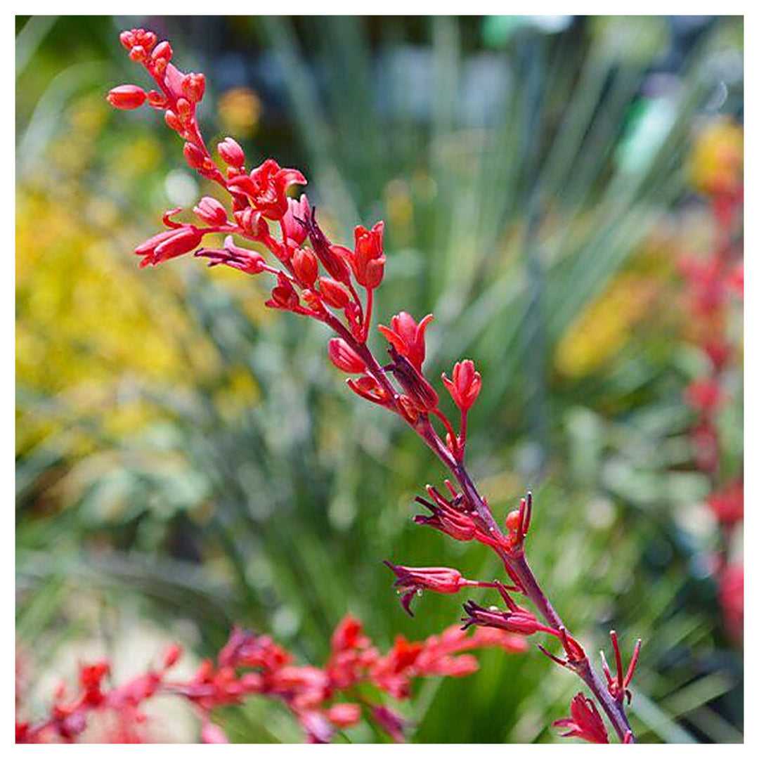 Heirloom Non-GMO Yucca Flower Seeds for Planting – Drought-Tolerant Spiky Garden Blooms | Neera Seeds product photo [neera-v4-3175dc479c840842f743]