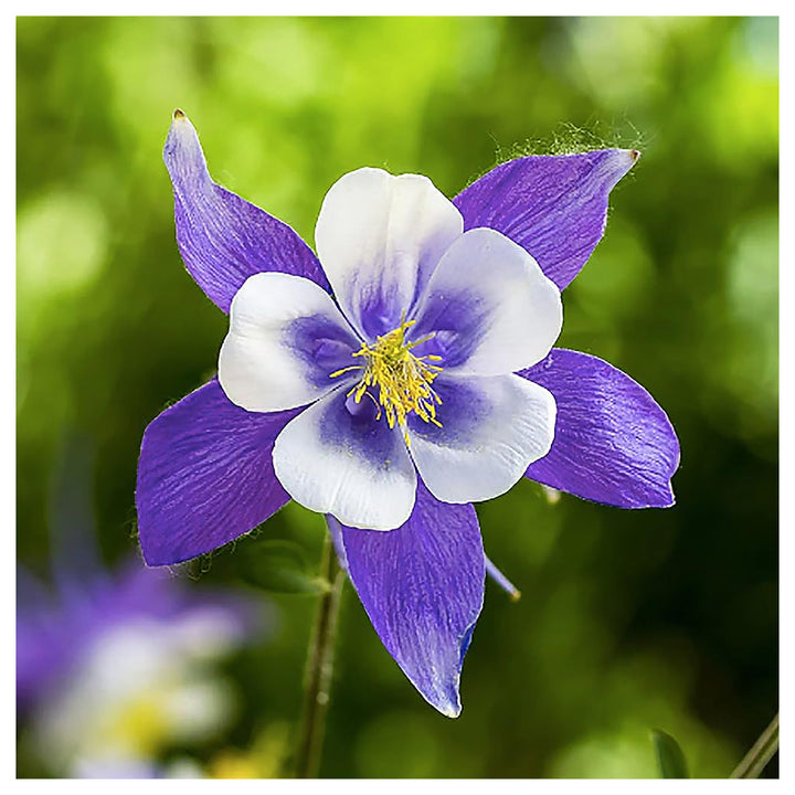 Blue Columbine Flower Seeds for Planting – Heirloom Non-GMO High Germination Perennial Garden Seeds | Neera Seeds product photo [neera-v4-3180f320d27f9582a6c8]