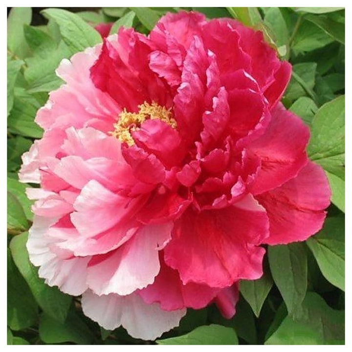 Mixed Color Peony Flower Bonsai Or Garden Flower Seeds Home Garden Planting, Ornamental | Neera Seeds product photo [neera-v4-318736ffa705714dd15b]