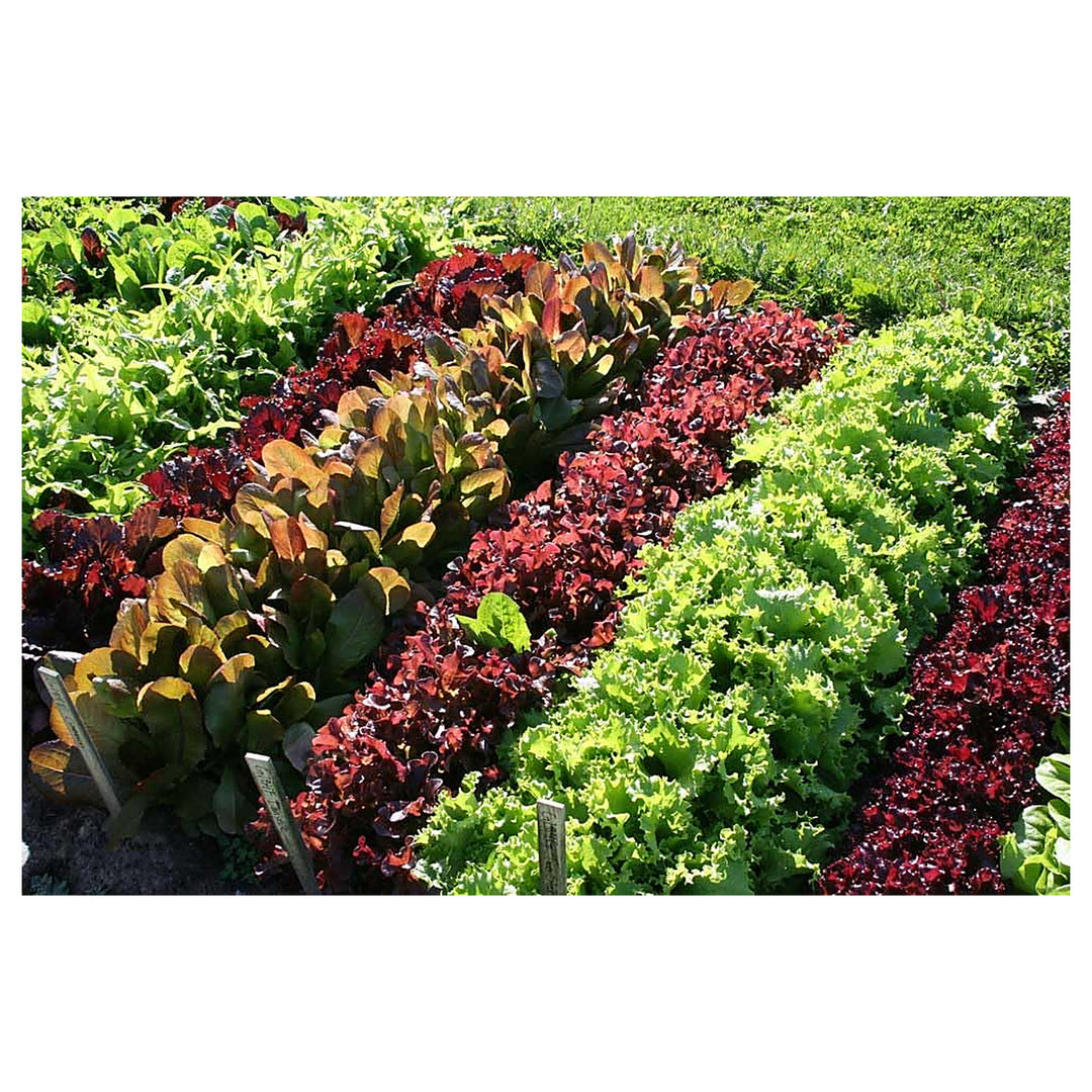 Mixed Lettuce Seeds for Planting | Heirloom, Non-GMO, High Germination, Organic Garden Seeds | Neera Seeds product photo [neera-v4-31889b937054fb59fbf6]