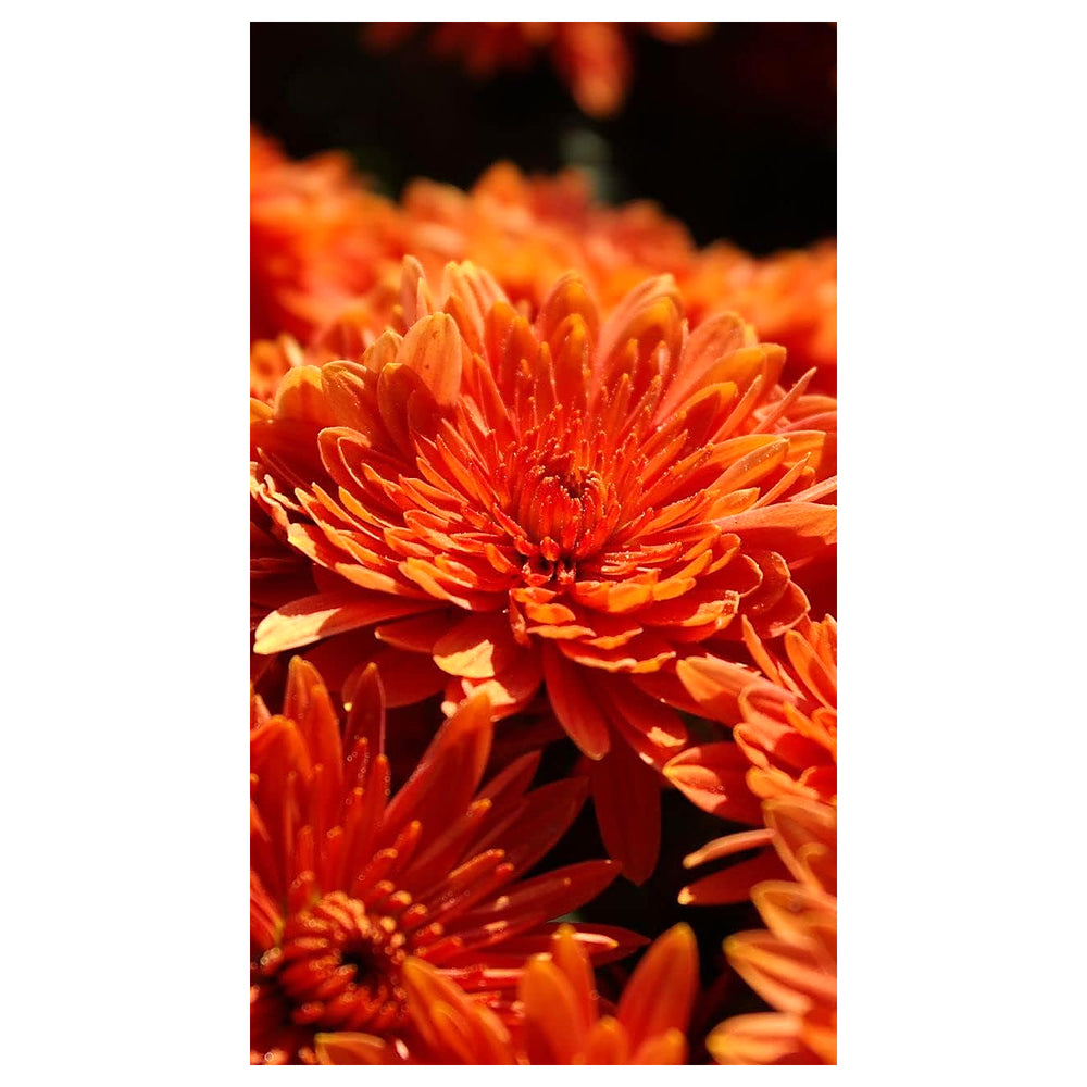 Heirloom Non-GMO Deep Orange Chrysanthemum Flower Seeds for Planting – High Germination Organic Garden Seeds | Neera Seeds product photo [neera-v4-3191e67a5c3e4f47d16a]