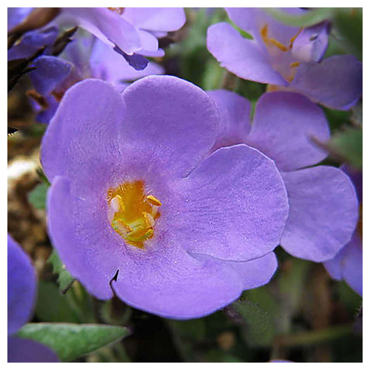 Organic Heirloom Non-GMO Purple Bacopa Blutopia Seeds for Planting – Trailing Blooms | Neera Seeds product photo [neera-v4-319a8962a1d1b7448bd0]