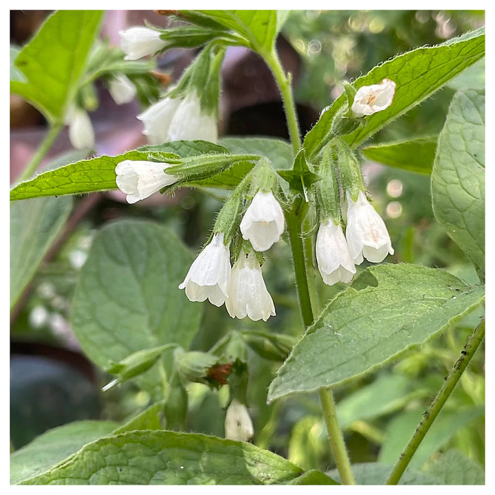Heirloom Non-GMO Symphytum Flower Seeds – White Beauty Blooms for Garden Planting | Neera Seeds product photo [neera-v4-31baac2ed368636cc234]