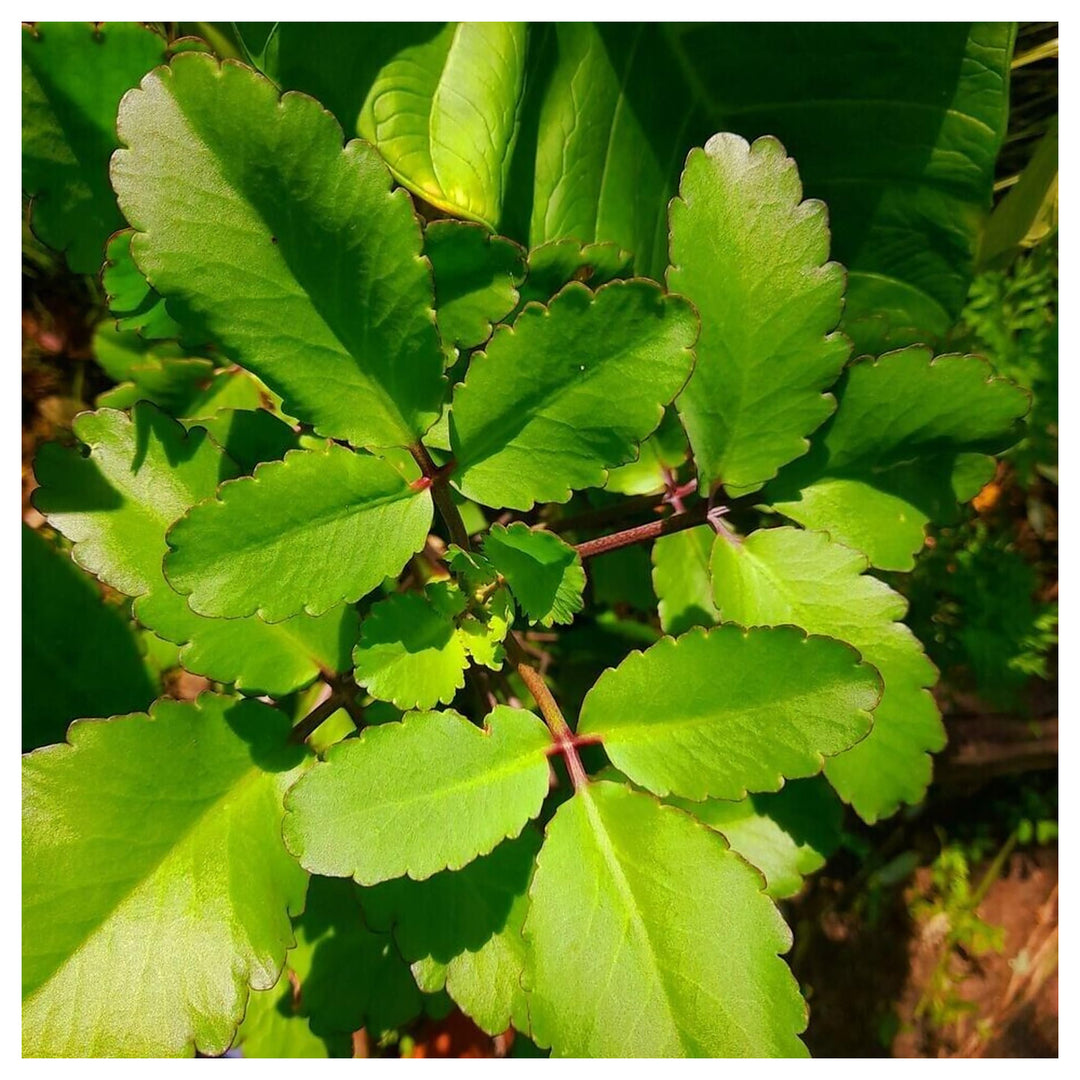 Heirloom Non-GMO Kalanchoe Pinnata Plant Seeds for Garden Medicinal Succulent Variety High Germination Organic Gard | Neera Seeds product photo [neera-v4-31bb1cdc2bebfd21022d]