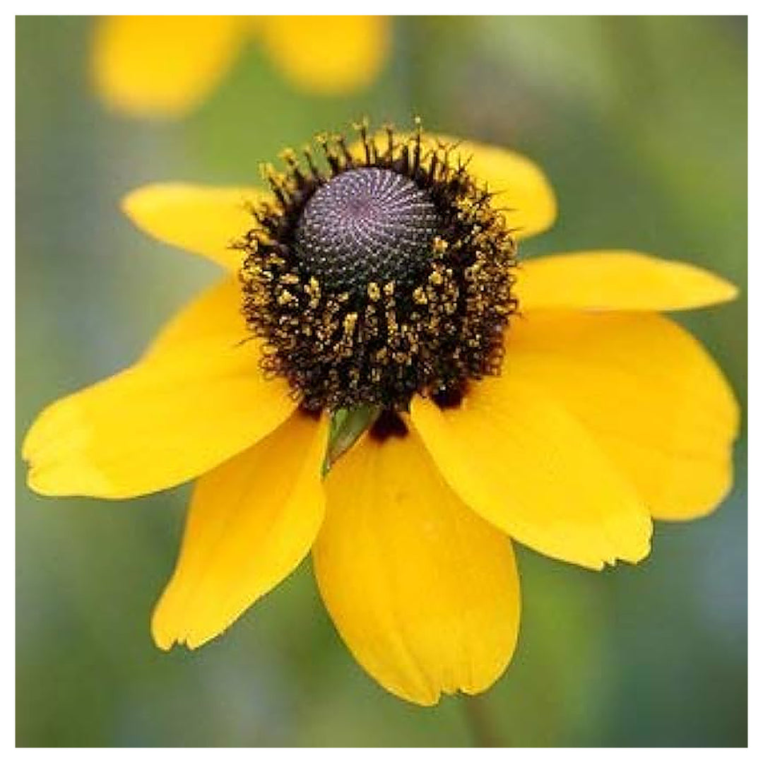 Clasping Coneflower For Vibrant Wildflower Gardens Flower Seeds for Home Garden Planting, Blooming | Neera Seeds product photo [neera-v4-31bee990c6828c8d62e0]