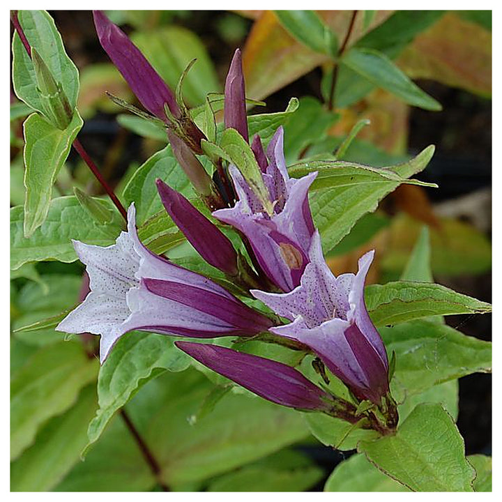 Lavender Gentiana Asclepiadea Seeds for Planting - Heirloom Non-GMO High Germination Organic Garden Seeds | Neera Seeds product photo [neera-v4-31c1c2f3fe9f5d746849]