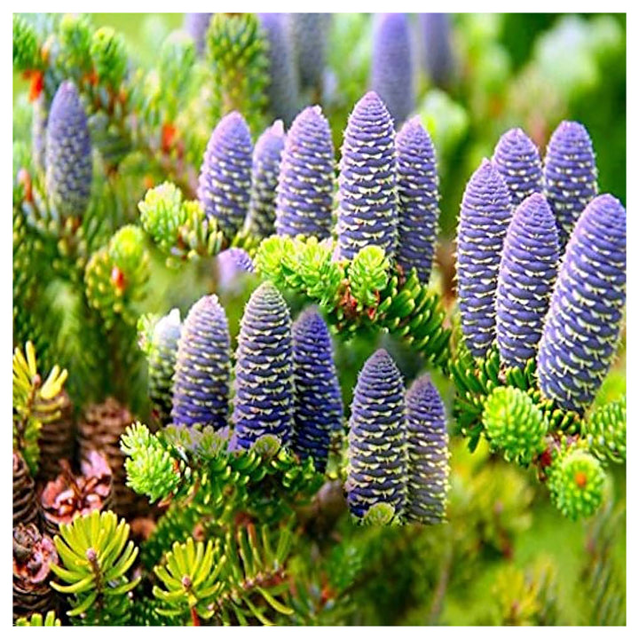 Abies Purple Plant Seeds for Planting – Organic, Heirloom, Non-GMO Conifer Seeds | Neera Seeds product photo [neera-v4-31c433ac2f088dfbb69f]