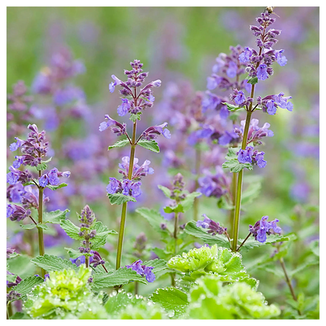 Heirloom Non-GMO Purple Catmint Flower Seeds for Planting – Fragrant Blooming Flower Seeds | Neera Seeds product photo [neera-v4-31c9d4ce14c11cecac04]