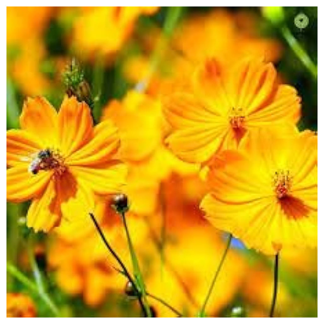 Orange Cosmos For Planting Fresh Flower Count Flower Seeds for Home Garden Planting, Ornamental | Neera Seeds product photo [neera-v4-31d71a81da9524ff7b43]