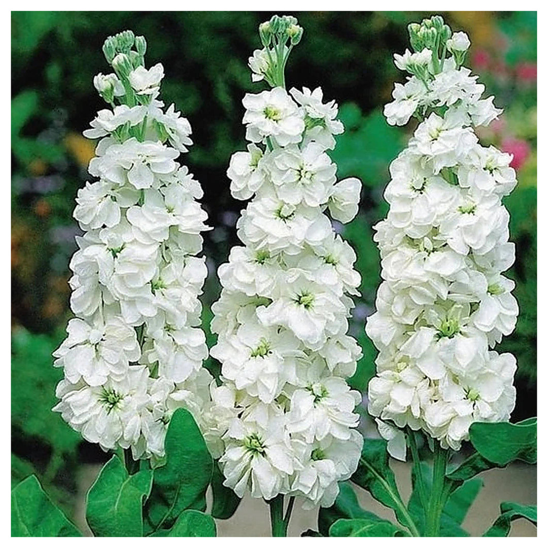 White Matthiola Incana Flower Seeds for Planting – Heirloom, Non-GMO, High Germination Organic Garden Seeds | Neera Seeds product photo [neera-v4-31de16875e9ca457d43e]