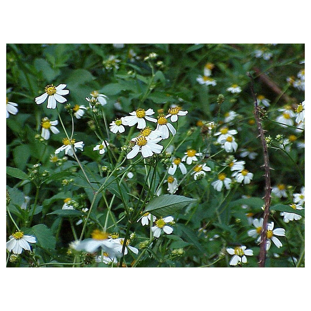 Spanish Needles Flower Seeds for Planting – Heirloom, Non-GMO, High Germination Organic Garden Seeds | Neera Seeds product photo [neera-v4-31ea65411ee89aee98e4]