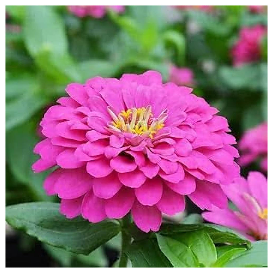 Zinnia Zinnia Elegans Flower For Planting Flower Seeds for Home Garden Planting, Lush Organic | Neera Seeds product photo [neera-v4-31f913aba7cf8b446e26]