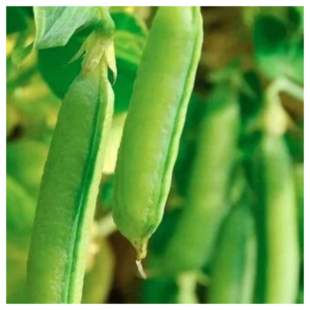 Pea Sugar Snap Pea Heirloom Organic Non Gmo Non Gmo Fragrant Climbing Annual Flower Seeds Home | Neera Seeds product photo [neera-v4-31fd6b9463afefbef9c8]