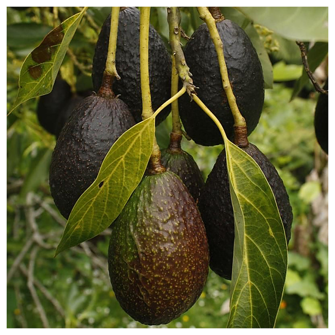 Carmen Hass Avocado Seeds for Planting – Heirloom Non-GMO High Germination Organic Garden Seeds | Neera Seeds product photo [neera-v4-31fdac008f14256f0604]