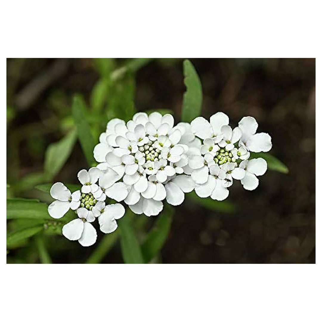 Heirloom White Candytuft Snow Flower Seeds, Non-GMO Ground Cover Blooms for Planting | Neera Seeds product photo [neera-v4-320c4a53c2fc164b95f0]