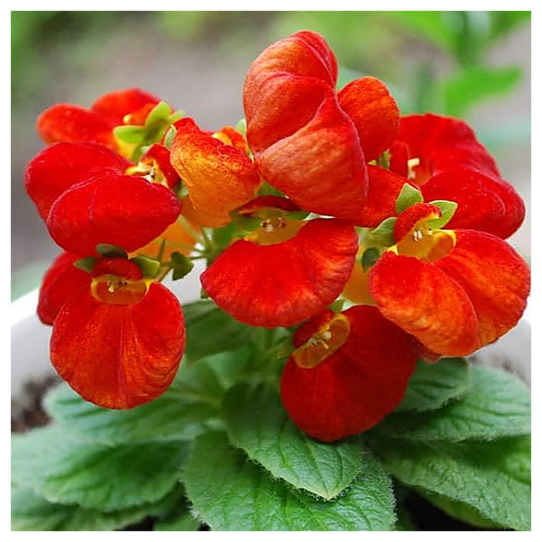 Heirloom Non-GMO Calceolarias Flower Seeds – Uniquely Shaped Blooms & Garden Planting | Neera Seeds product photo [neera-v4-3215f37e80c38656f01f]