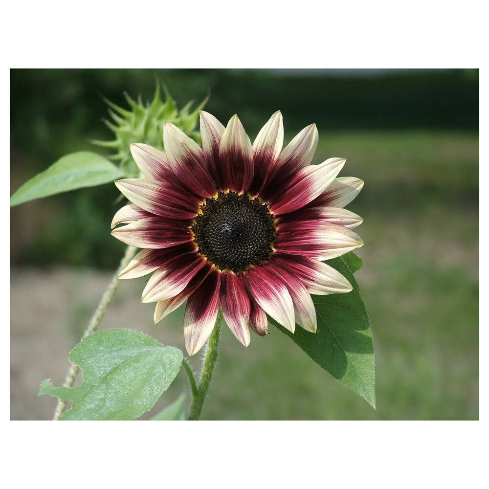 Cherry Rose Sunflower Seeds for Planting – Heirloom Non-GMO Seeds for Vibrant Gardens, High Germination Organic See | Neera Seeds product photo [neera-v4-3216fb853f185dfcf90c]