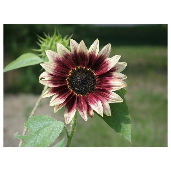 Cherry Rose Sunflower Seeds for Planting – Heirloom Non-GMO Seeds for Vibrant Gardens, High Germination Organic See | Neera Seeds product photo [neera-v4-3216fb853f185dfcf90c]